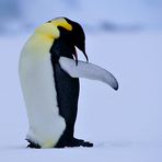 Antarktis Foto- Expeditionsreise 2013 Impression 5