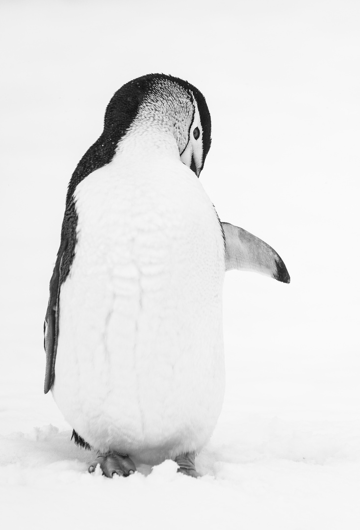 Antarktis, Halfmoon Island, South Shetland-Island