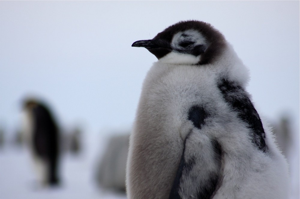 Antarktis: Junger Kaiser Pinguin in der Mauser