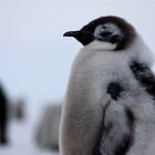 Antarktis: Junger Kaiser Pinguin in der Mauser