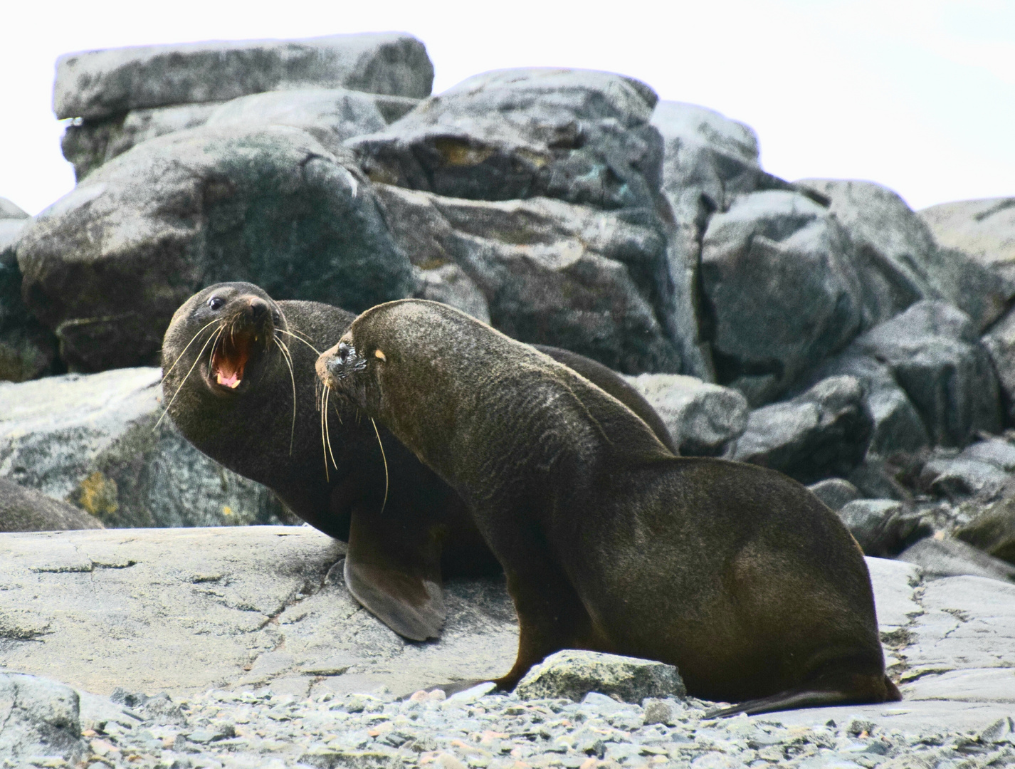 Antarktische Seebären auf Horseshoe-Island, Antarktis 