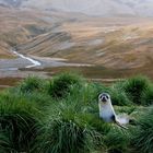 Antarktischer Seebär, Antarctic fur seal, South Georgia