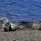 Antarktisches Seebären-Paar