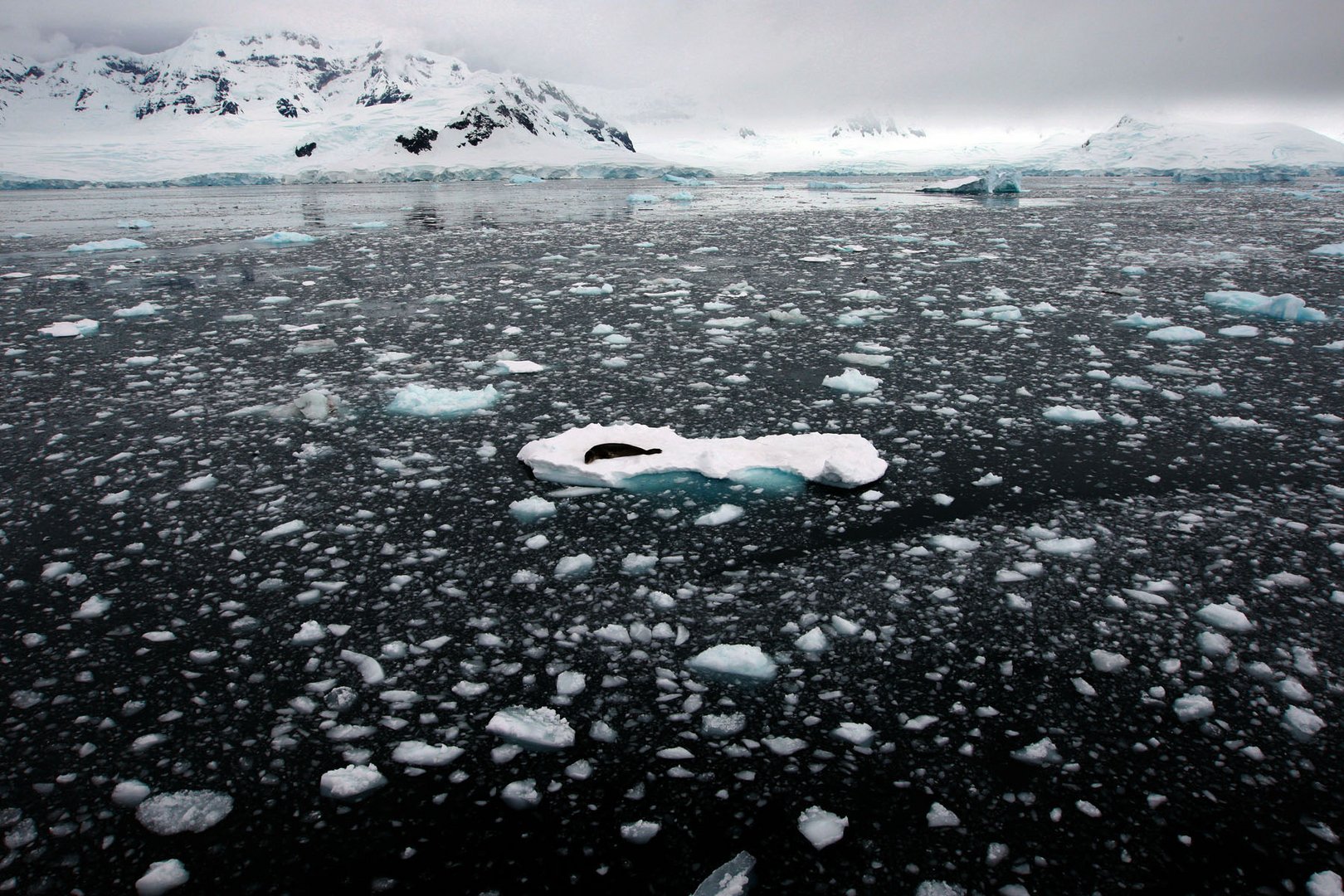 Antártica solitaria