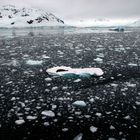 Antártica solitaria