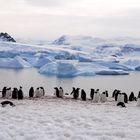 Antartica2