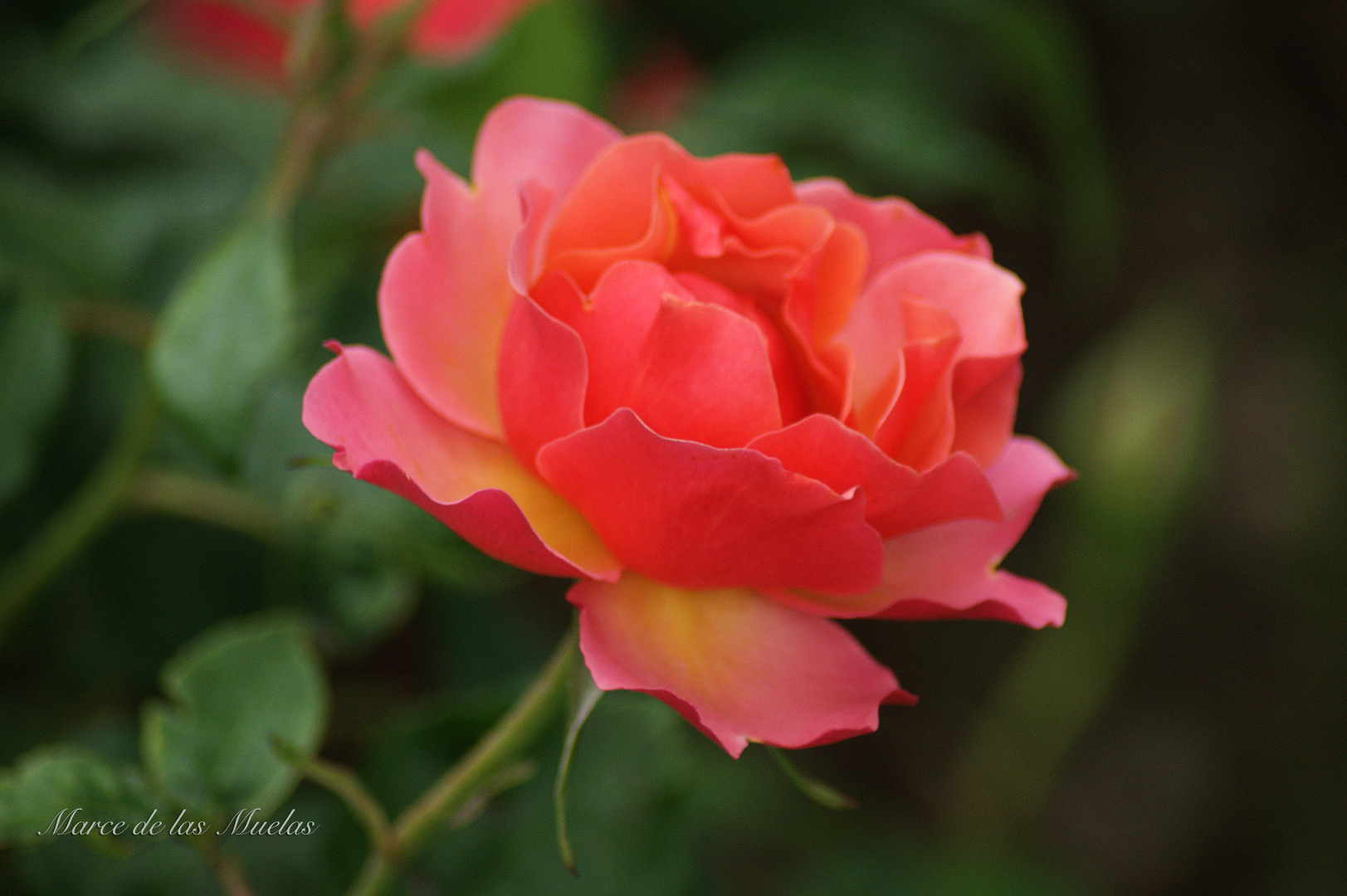 ...ante el rojo rosal...