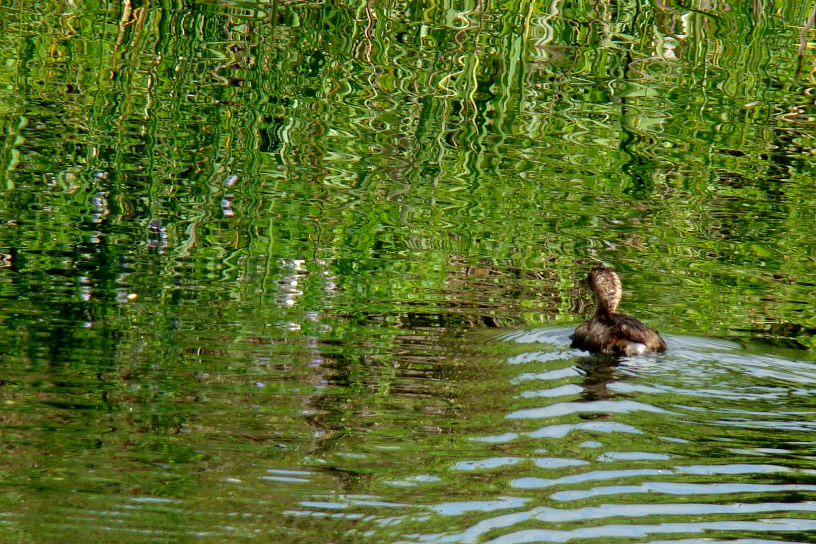 Ante un reflejo Verde