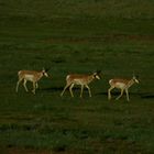 antelope