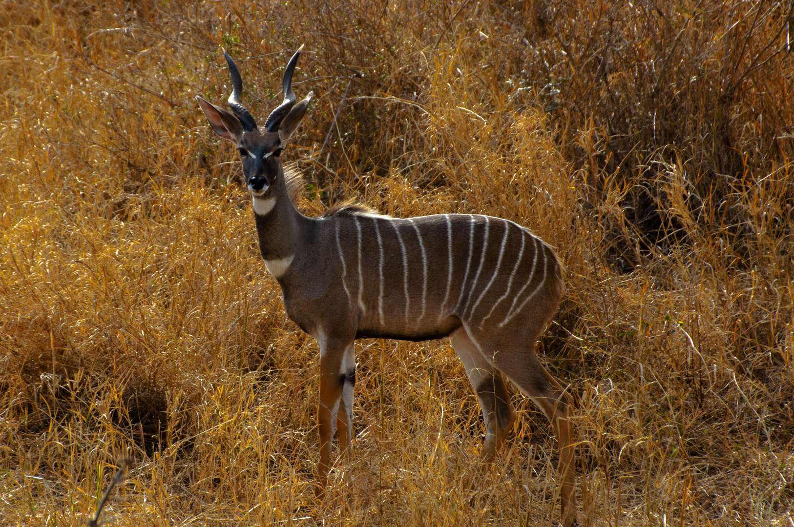 Antelope