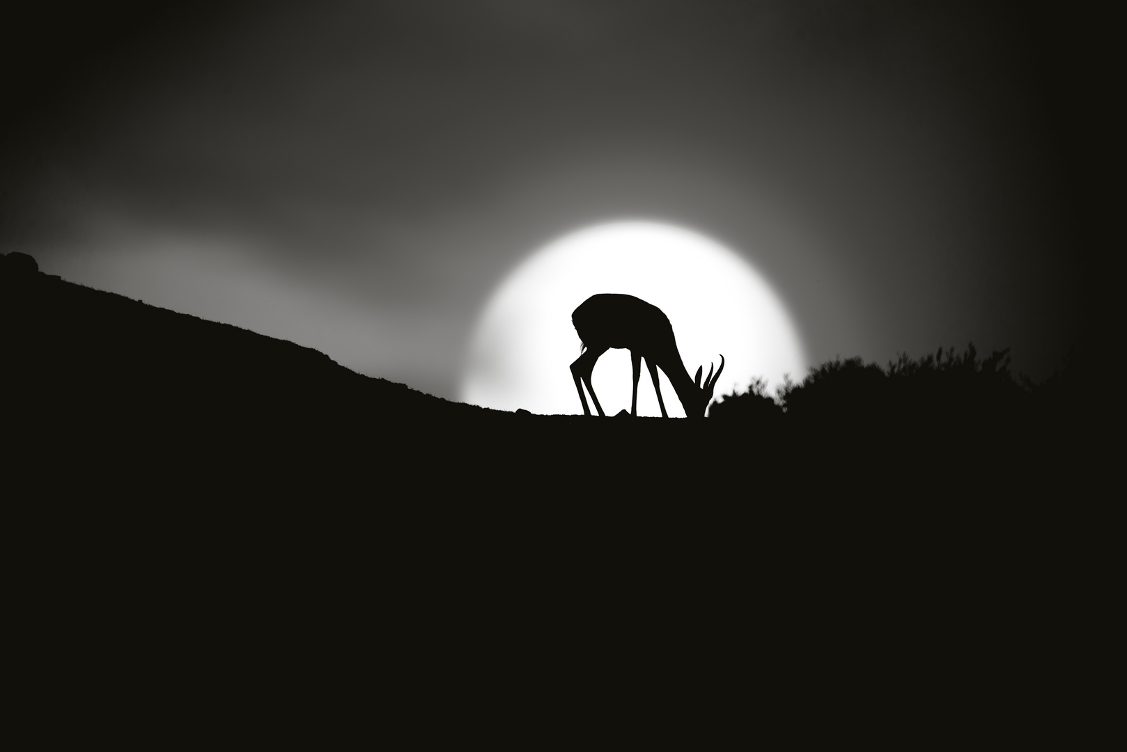 antelope in sunset