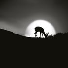 antelope in sunset