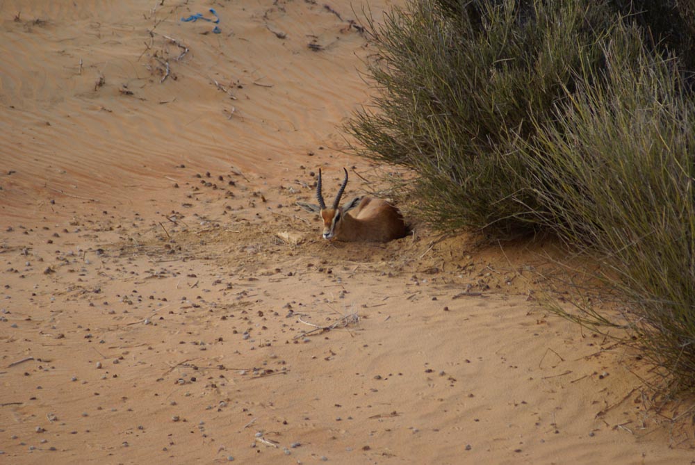 Antelope in the UAE Desert - Dubai