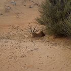 Antelope in the UAE Desert - Dubai