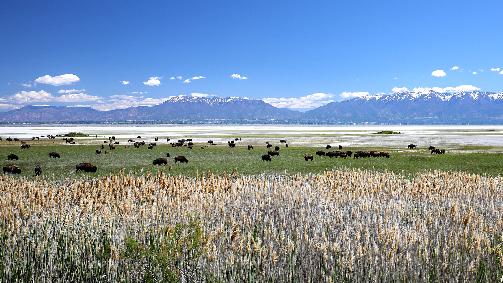 Antelope Island -Great Salt Lake / Utah