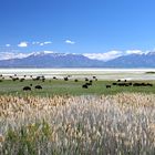 Antelope Island -Great Salt Lake / Utah