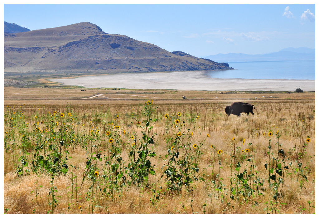 Antelope Island State Park  (Utah)