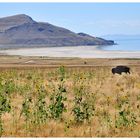 Antelope Island State Park  (Utah)