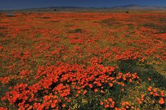 Antelope Valley aktuell