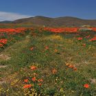 *Antelope Valley Poppy Reserve*