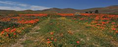 *Antelope Valley Poppy Reserve*