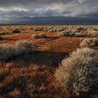 *Antelope Valley Springtime*