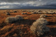 *Antelope Valley Springtime*