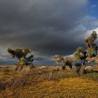 *Antelope Valley Springtime II*