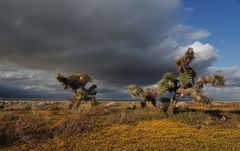 *Antelope Valley Springtime II*