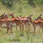 Antelopes on Parade