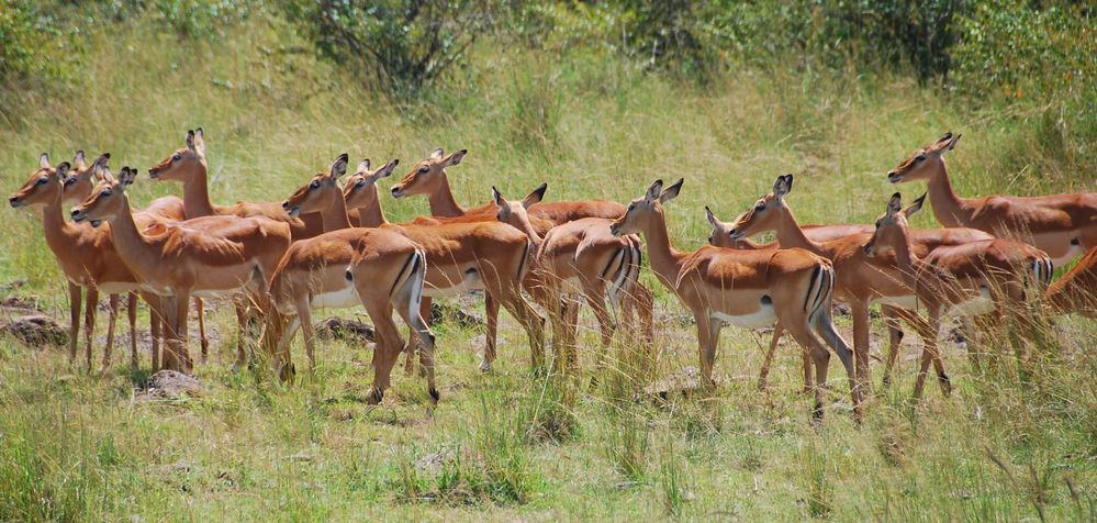 Antelopes on Parade