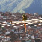 Antena Guacamaya