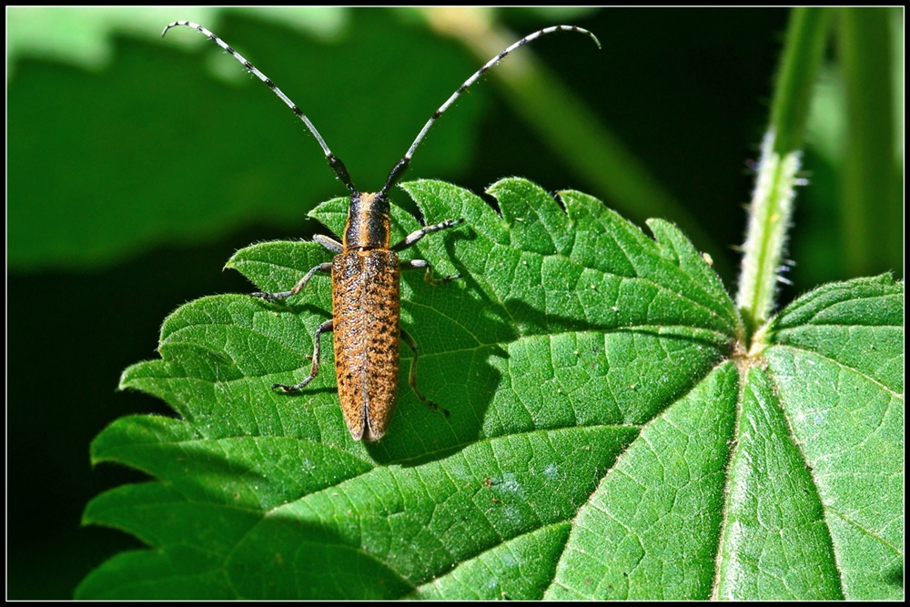 Antenne