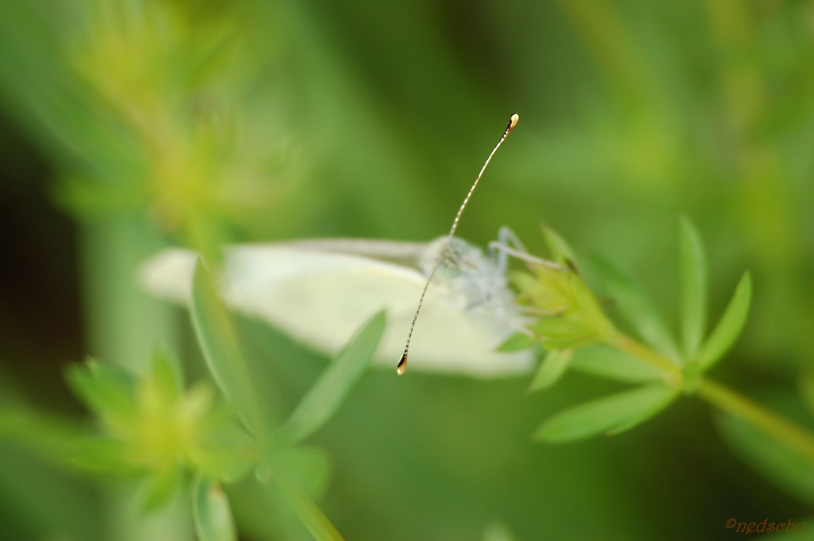 Antenne