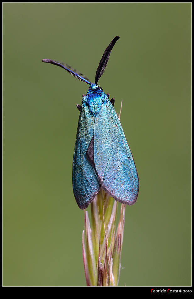 Antenne piumate