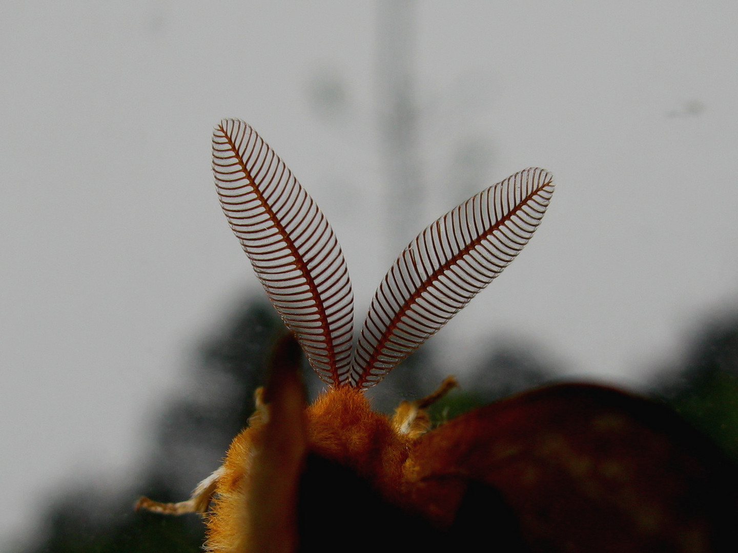 Antennen des männlichen Nagelflecks in Makro