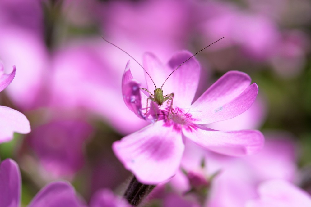 Antennen Raus der Frühling ist da und der Sommer kommt bestimmt.....