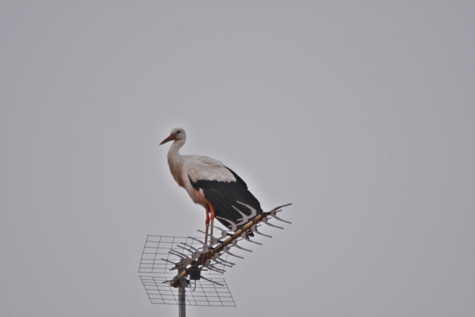 Antennenbesetzer