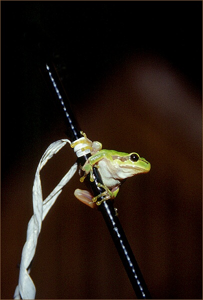 Antennenfrosch (sehr selten)