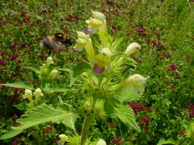 Antennenreflex bei der Gartenhummel