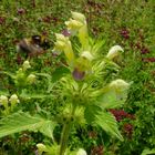 Antennenreflex bei der Gartenhummel