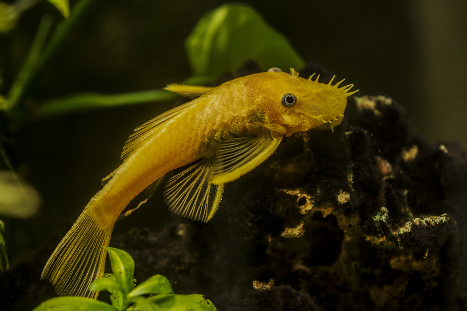Antennenwels 2 Foto & Bild | tiere, haustiere, aquaristik Bilder auf