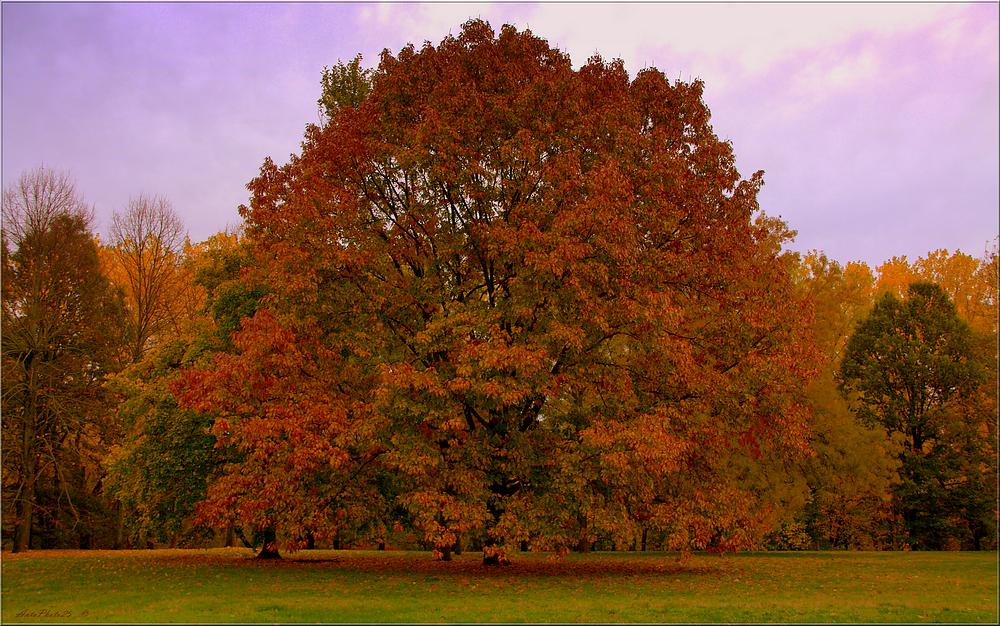 Anteprima d'Autunno