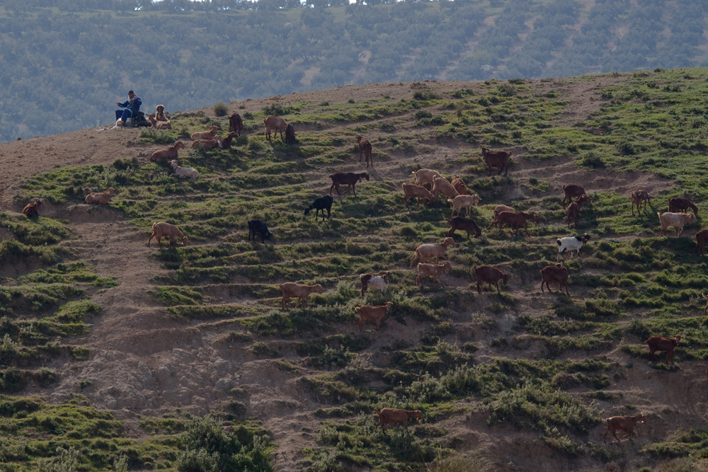 antequera #4