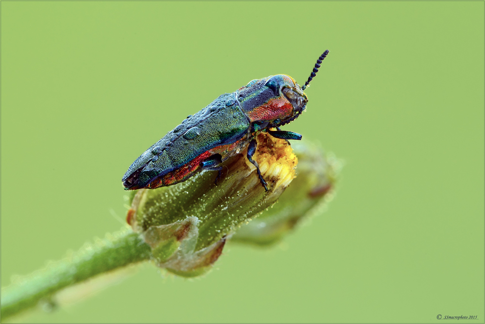 Anthaxia hungarica (female)