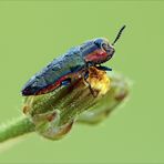 Anthaxia hungarica (female)