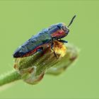 Anthaxia hungarica (female)