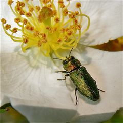 Anthaxia nitidula, zu den Prachtkäfern (Buprestidae) gehörig - nur 7 mm lang.