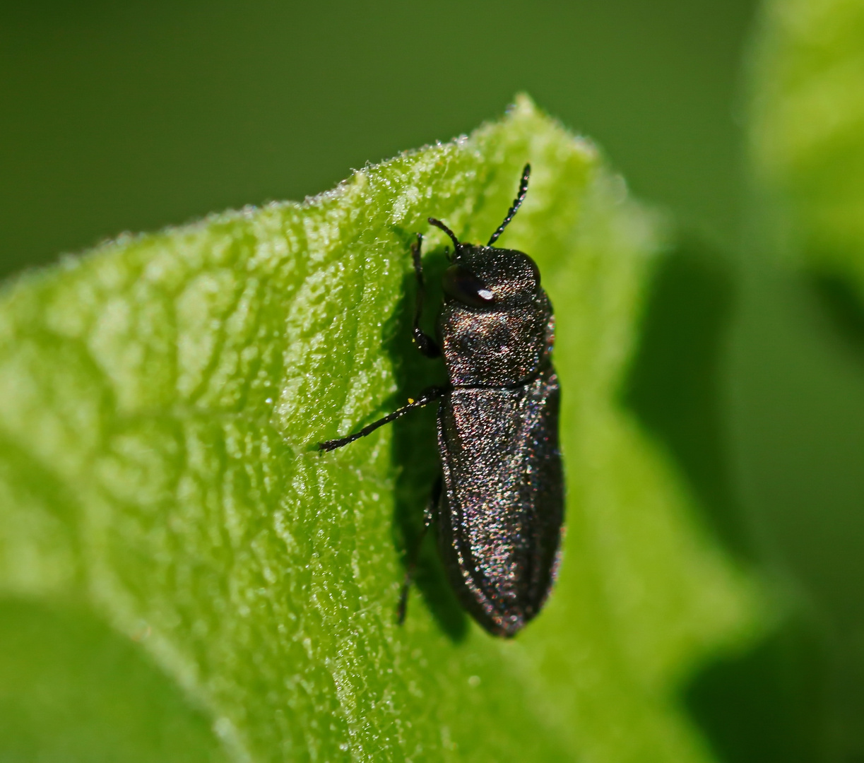 Anthaxia quadripunctata