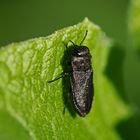 Anthaxia quadripunctata